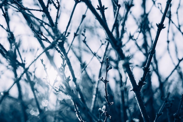 Blauer montag-konzept mit natürlichem winterbaumzweig-schneehintergrund blauer montag im januar am meisten