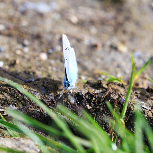 Blauer Morpho Morpho-Schmetterling Morpho Anaxibia tropischer blauer Schmetterling exotischer glänzender blauer Schmetterling