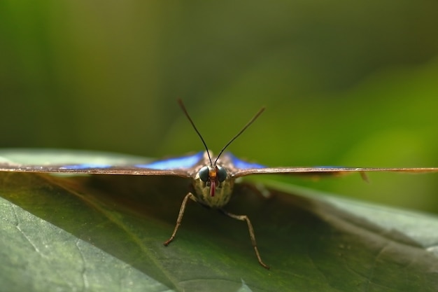 Blauer Morpho-Schmetterling (Morpho menelaus)