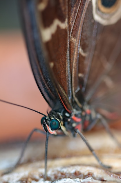 Blauer Morpho-Schmetterling (Morpho Peleides), der sich von verrottenden Früchten ernährt