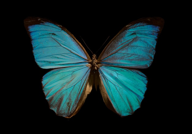 Blauer Morpho-Schmetterling