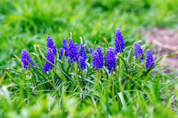 Blauer Muscari im Garten unter Frühlingsblumen des grünen Grases