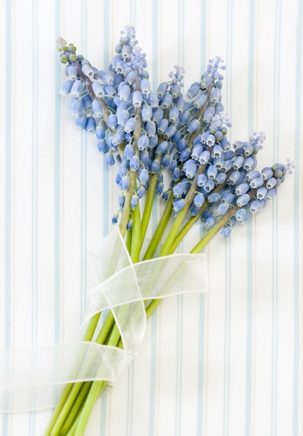 Blauer Muscari