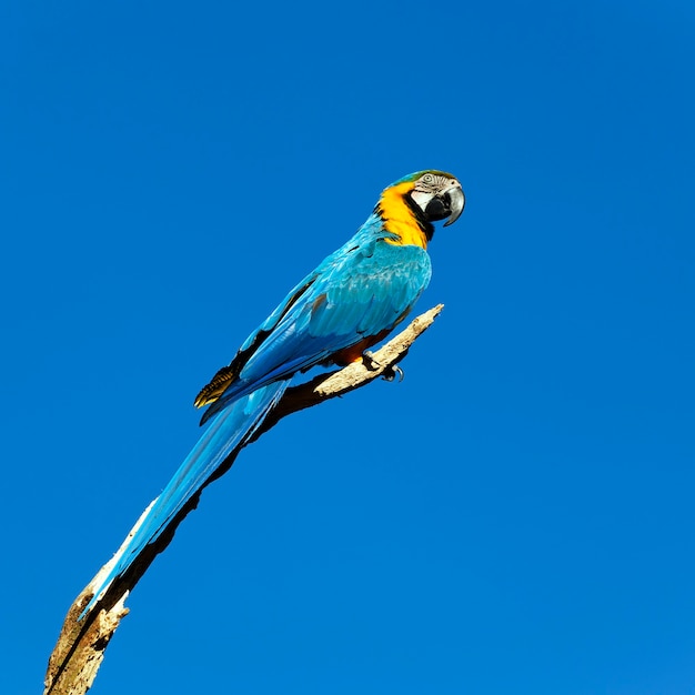 Blauer Papagei auf einem Ast