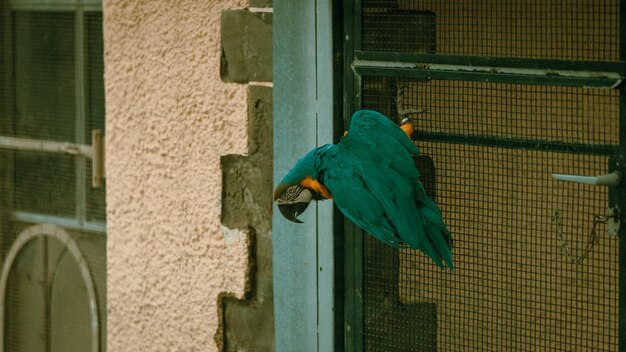 Foto blauer papagei sitzt auf einem fenster