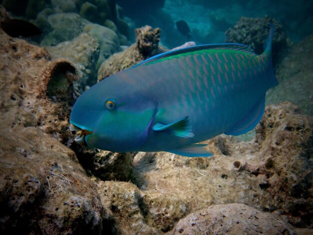 Foto blauer papageienfisch