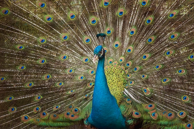 blauer Pfau mit schöner Feder