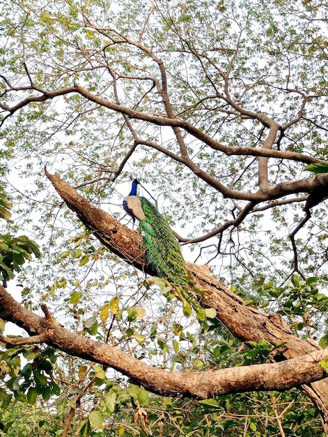 Foto blauer pfauenpfau, der in einem baum sitzt