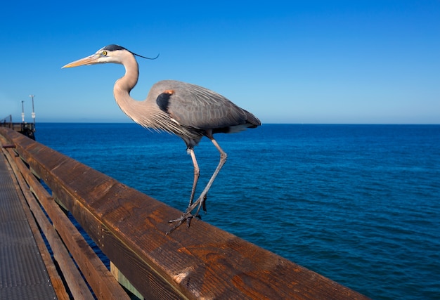 Blauer Reiher Ardea cinerea in Newport-Pier Kalifornien