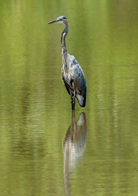 Foto blauer reiher steht auf dem teich