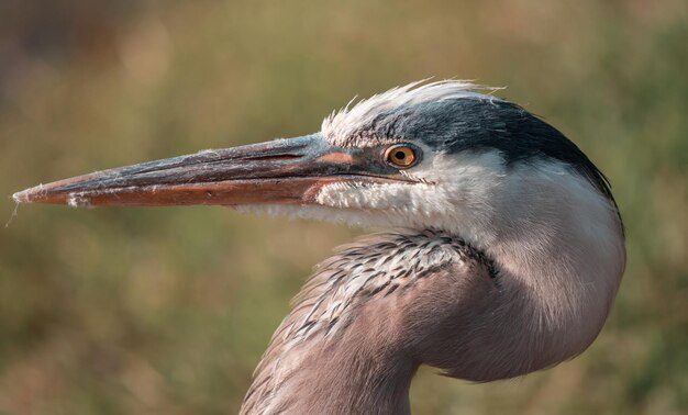 Blauer Reiher