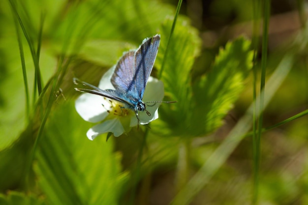 Blauer Schmetterling auf der Blume