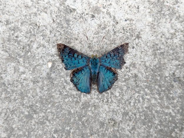 Blauer Schmetterling mit Draufsicht der offenen Flügel