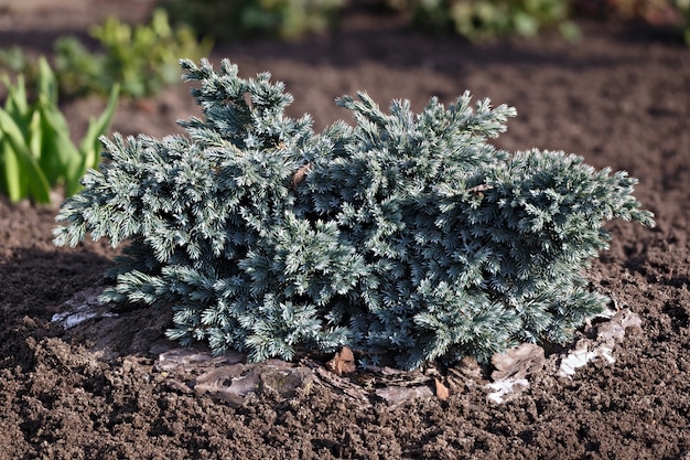 Blauer Stern des Wacholders auf dem Blumenbeet im Garten