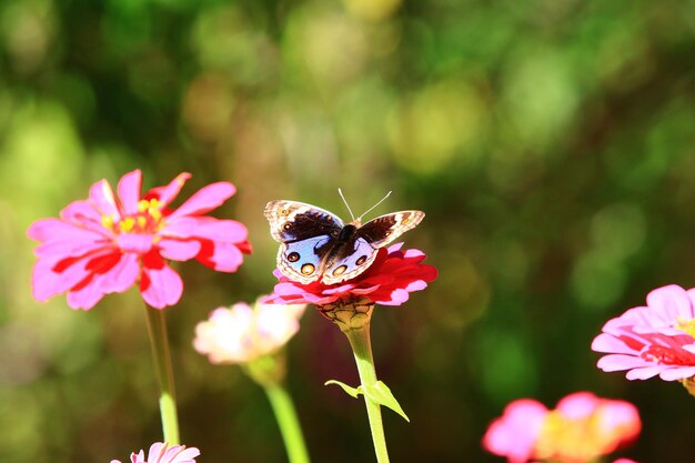 Blauer Stiefmütterchen- oder Junonia orithya-Schmetterling und blühende Zinnia- oder Youthandoldage-Blumen