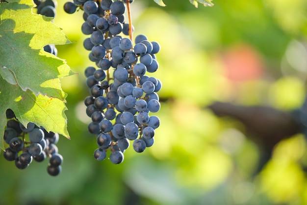 Blauer Traubenzweig wächst im Weinberg im Herbstgarten.