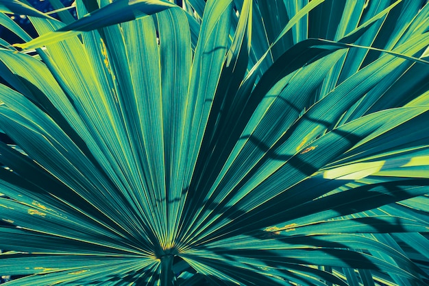 Blauer tropischer Palmblatthintergrund