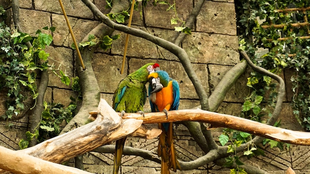 Blauer und gelber Ara des Papageiens auf einem Baumast. Dschungel-Hintergrund. Vögel im Zoo.