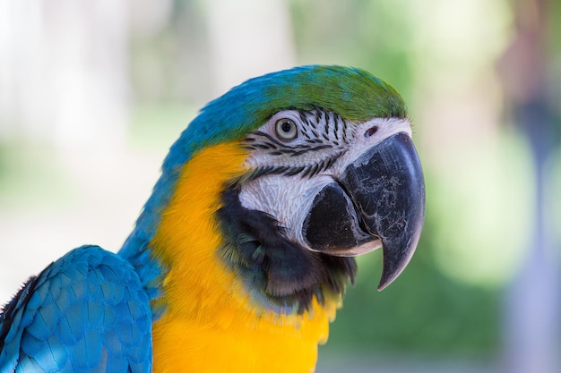 Blauer und gelber Ara-Papagei Ara ararauna, auch bekannt als der blaue und goldene Ara im Bali Bird Park Indonesien