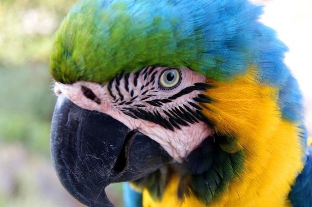 Blauer und gelber Macaw