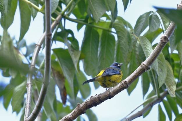 Blauer und gelber Tanager thront auf einem Gartenzweig