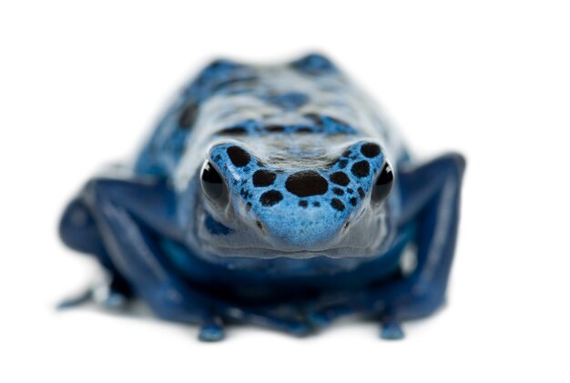 Blauer und schwarzer Pfeilgiftfrosch, Dendrobates azureus, Porträt gegen weiße Oberfläche