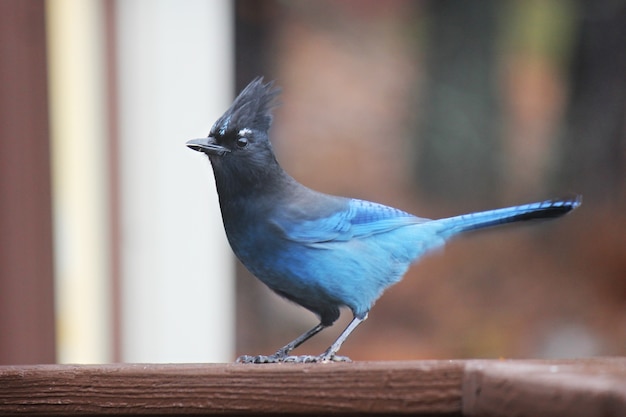 Blauer Vogel auf Holz