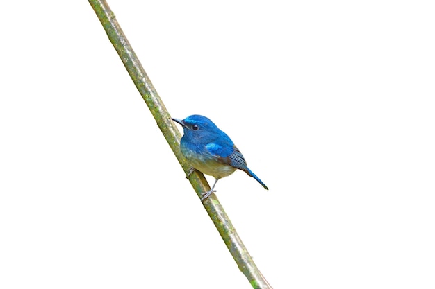 Blauer Vogel auf Stock isoliert auf weißem Hintergrund.