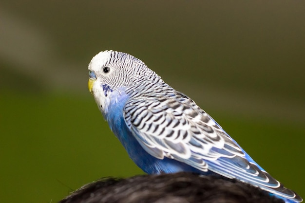 Blauer Wellensittich sitzt auf dem Kopf