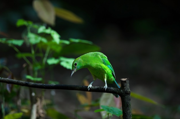 Blauer winged Leafbird, der auf Baum hockt