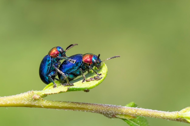 blauer Wolfsmilchkäfer mit blauen Flügeln und einem Paar mit rotem Kopf, das sich liebt. Insekt. Tier.