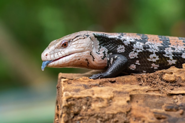 Blauer Zungenskink, auch als Panana-Eidechse bekannt