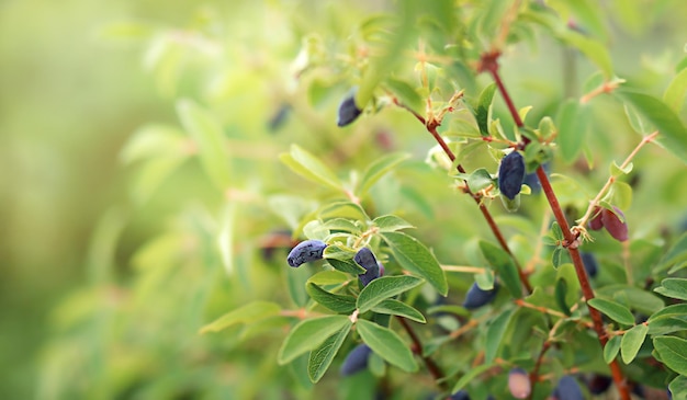 blaues Beerengeißblatt, das an einem grünen Busch hängt