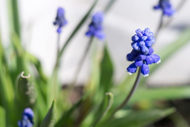 Blaues Blumen-Makro