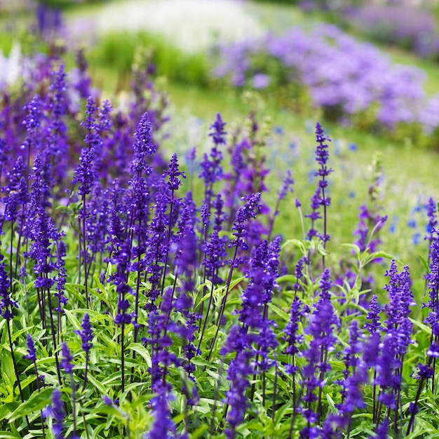 Blaues Blumenbeet mit Wiesensalbei, Salvia nemarosa