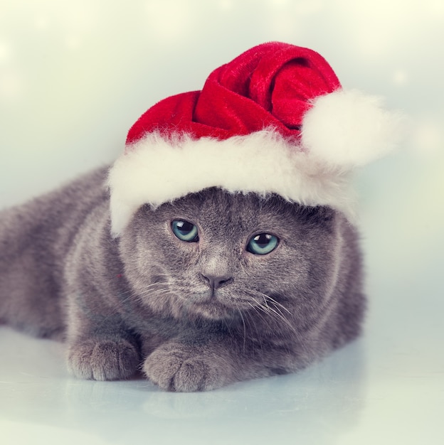 Blaues britisches Kätzchen mit Weihnachtsmütze