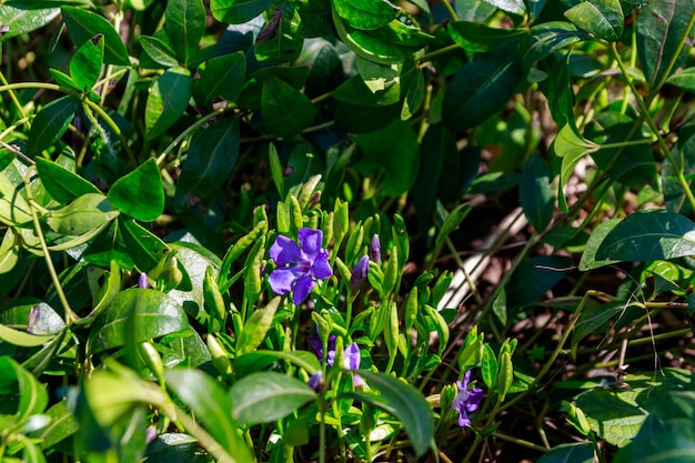 Blaues Immergrün vinca minor in einem Garten