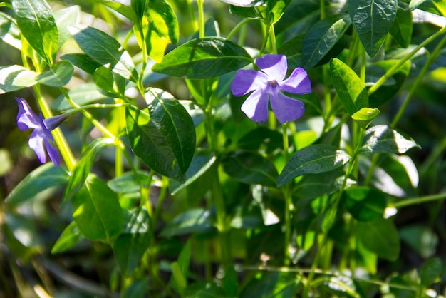 Blaues Immergrün vinca minor