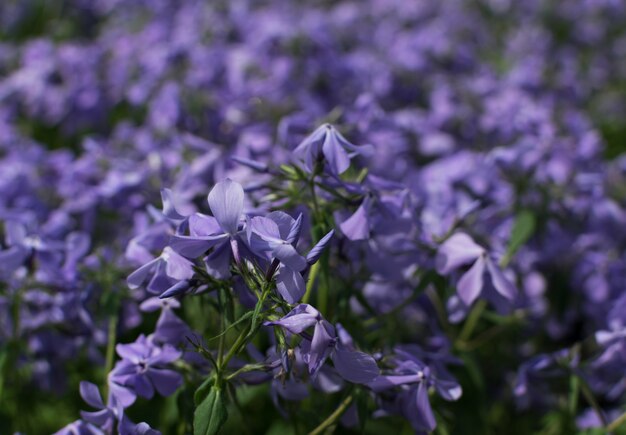 Blaues Parfüm kriecht Phlox divaricata oder Phlox divaricata Blüten