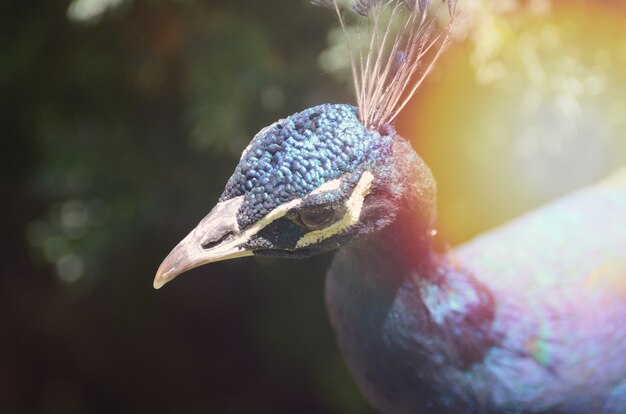 Blaues Pfau-Portrait