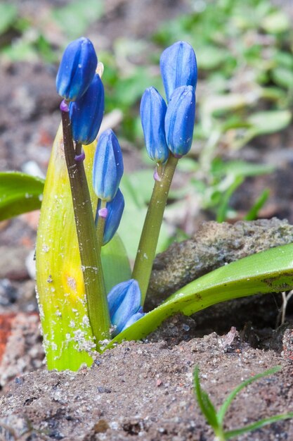 Blaues Schneeglöckchen