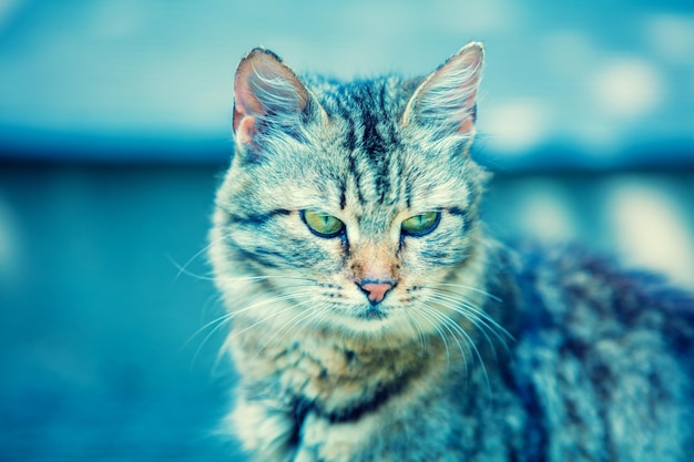 Blaues Vintage-Porträt einer niedlichen sibirischen Katze, die im Freien sitzt