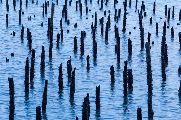 Blaues Wasser durch alte Holzpfähle