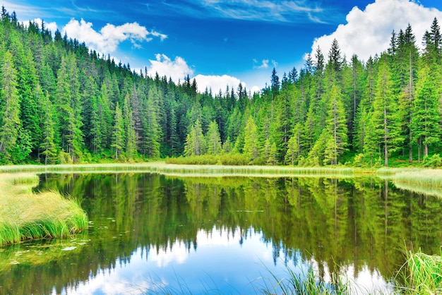 Blaues Wasser in einem Waldsee