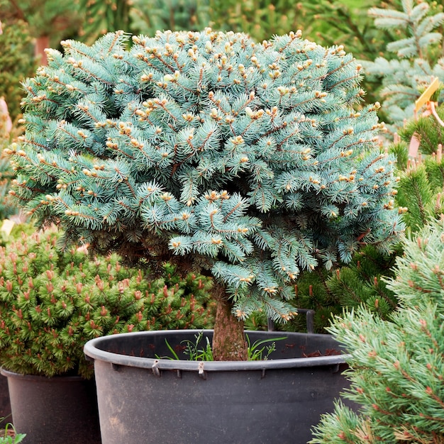 Blaufichte Glauca hautnah wächst in einem Topf im Garten-Gartenladen im Freien