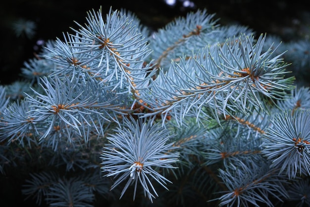 Blaufichte Zweig Natur immergrüne Nadelbäume.