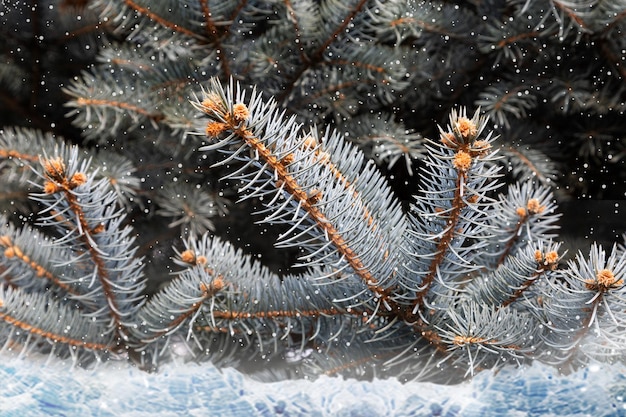 Blaufichtenzweig mit Schnee