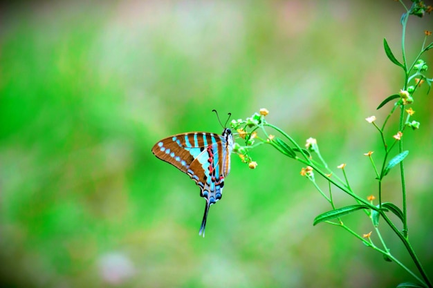 Blaufleckiger Wolfsmilchschmetterling, der Nektar von der Blume trinkt