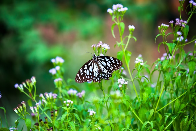 Blaufleckiger Wolfsmilchschmetterling oder Danainae oder Wolfsmilchschmetterling, der sich von den Blumenpflanzen ernährt