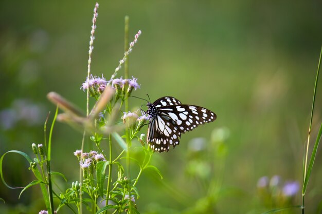 Foto blaufleckiger wolfsmilchschmetterling oder danainae oder wolfsmilchschmetterling, der sich von den blumenpflanzen ernährt